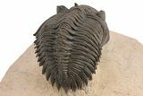 Detailed Metacanthina Trilobite - Lghaft, Morocco #248773-4